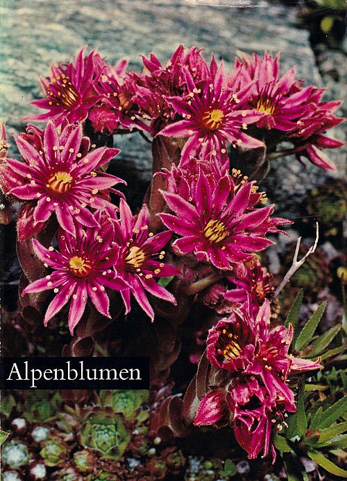 Alpenblumen 